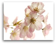 Cherry blossoms