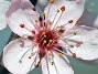 cherry blossom